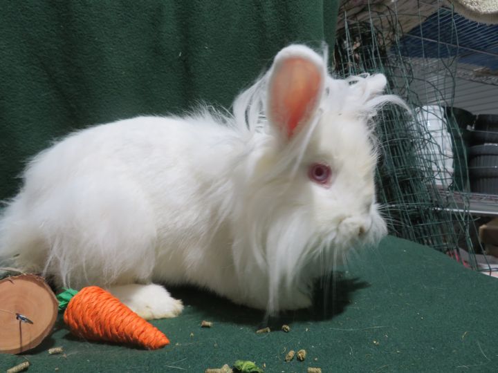 Yes!, an adoptable Bunny Rabbit in East Syracuse, NY_image-4