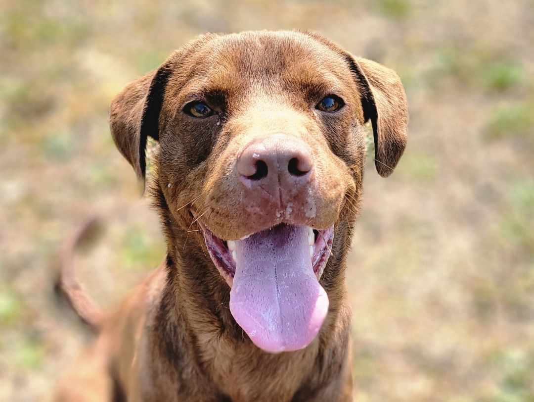 Dog for adoption Russ, a Chesapeake Bay Retriever & Chocolate