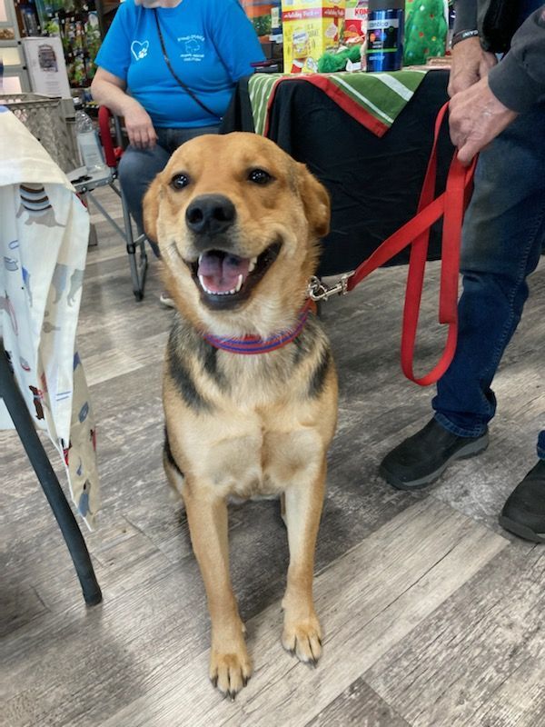Dog for adoption - Frannie, a German Shepherd Dog in Orangeburg, SC |  Petfinder