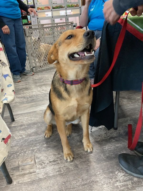 Dog for adoption - Frannie, a German Shepherd Dog in Orangeburg, SC |  Petfinder