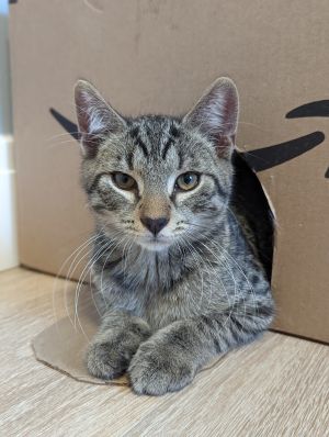 Tom
