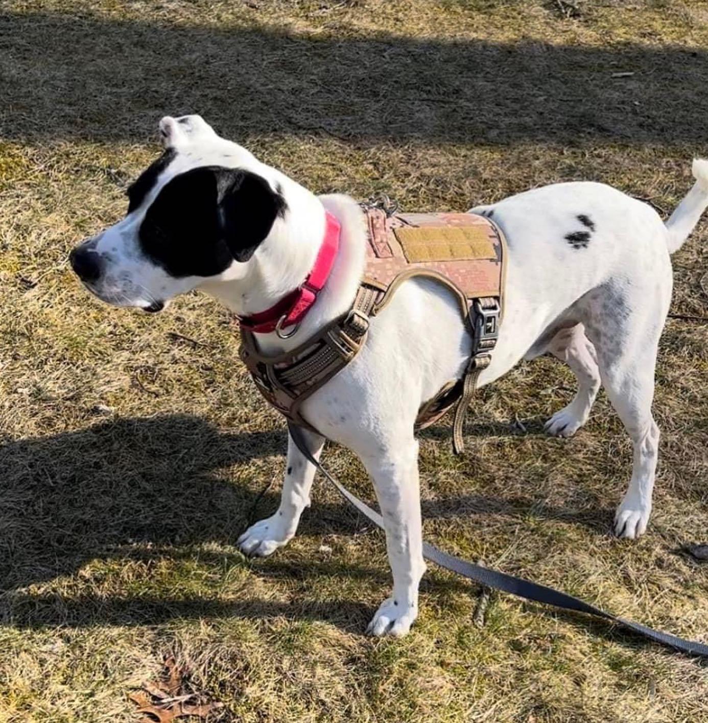 LOKI, an adoptable Pointer in Southampton, NY, 11968 | Photo Image 2