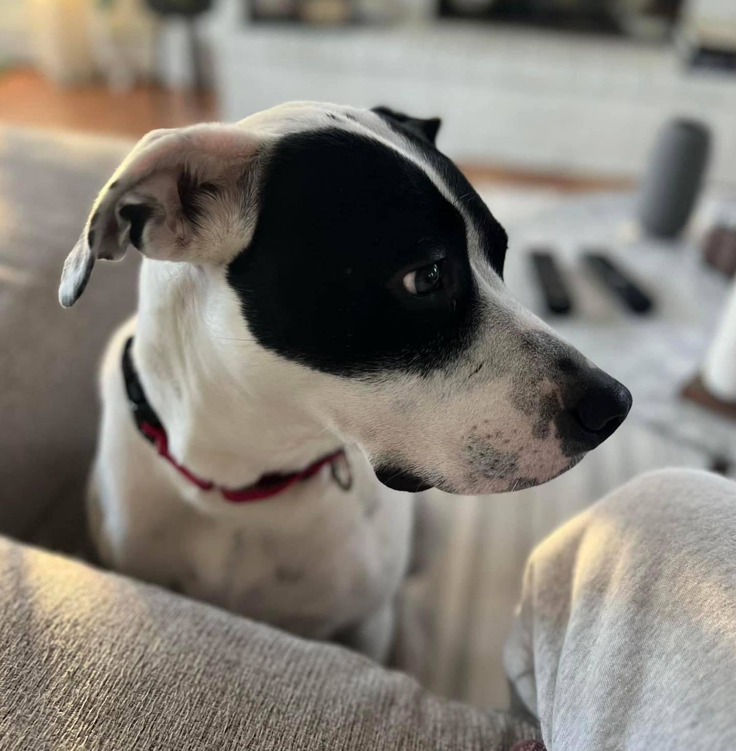 LOKI, an adoptable Pointer in Holbrook, NY, 11741 | Photo Image 3