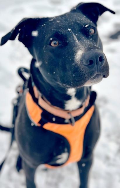 Izzabella, an adoptable Staffordshire Bull Terrier, Border Collie in Pagosa Springs, CO, 81147 | Photo Image 2