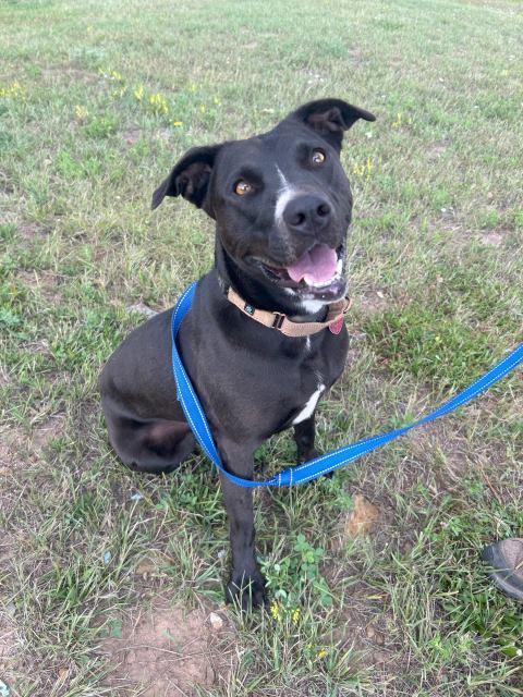 Izzabella, an adoptable Staffordshire Bull Terrier, Border Collie in Pagosa Springs, CO, 81147 | Photo Image 2