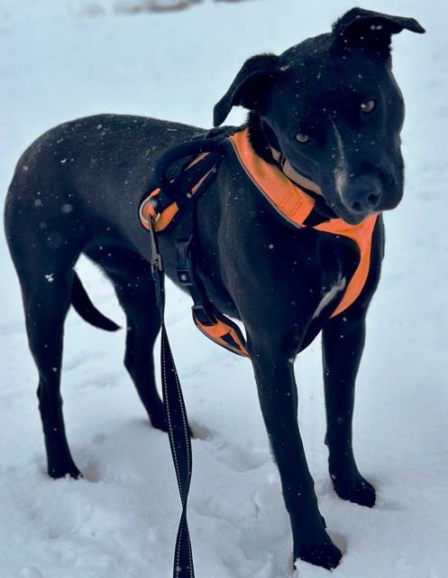 Izzabella, an adoptable Staffordshire Bull Terrier, Border Collie in Pagosa Springs, CO, 81147 | Photo Image 2