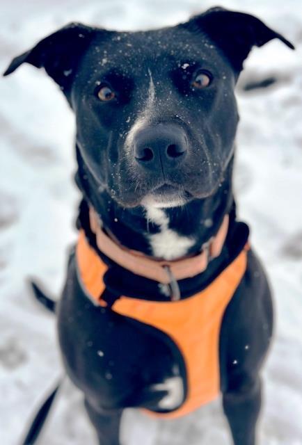 border collie bull terrier mix