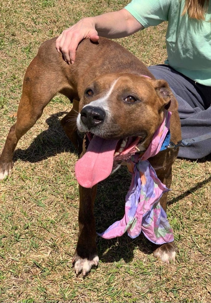 Carmella, an adoptable Labrador Retriever in Darlington, SC, 29532 | Photo Image 2