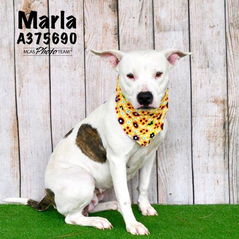 MARLA, an adoptable Pit Bull Terrier Mix in Conroe, TX_image-1