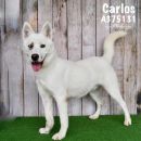 CARLOS JR's profile on Petfinder.com