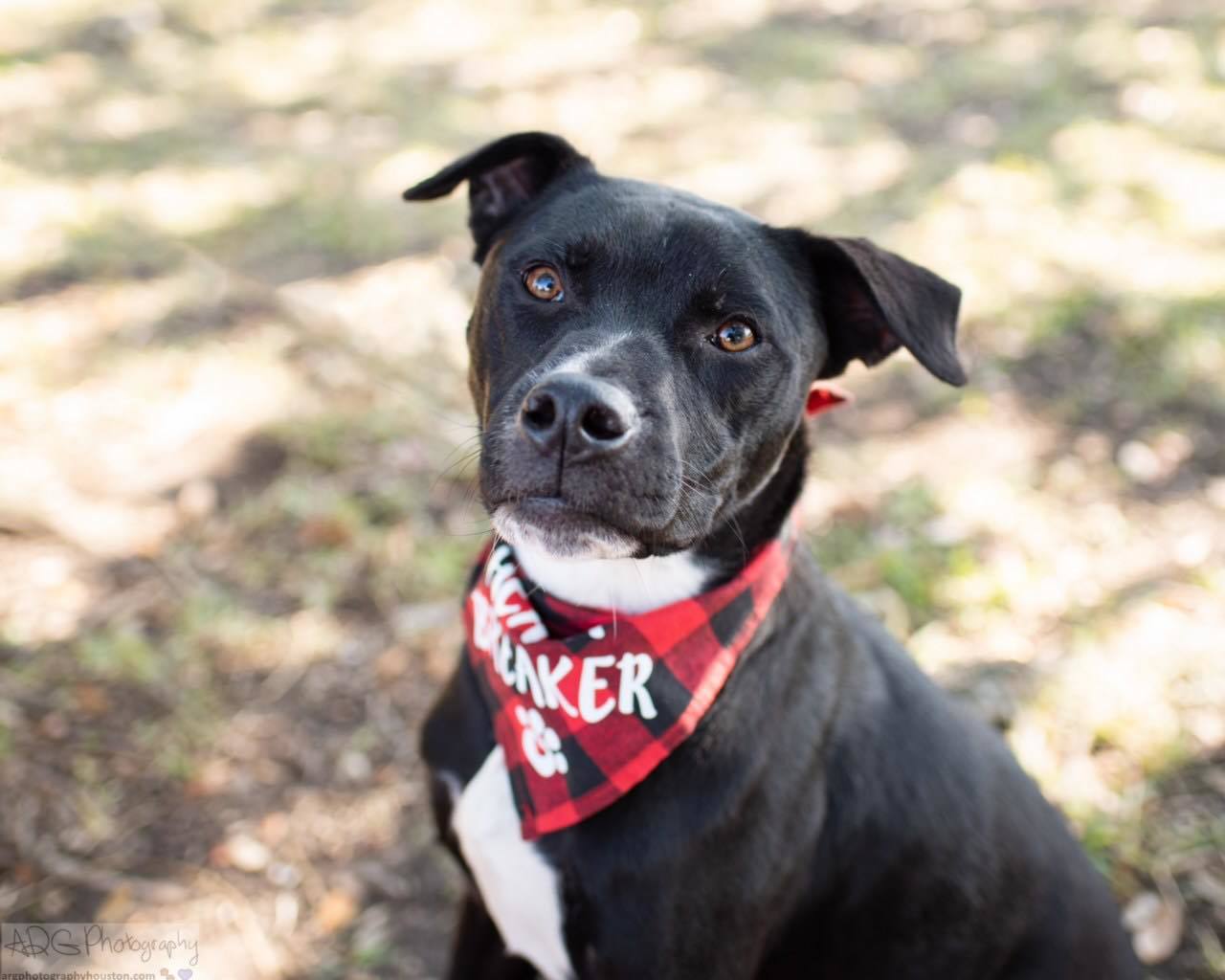 Shawn, an adoptable Shar-Pei, American Staffordshire Terrier in Houston, TX, 77083 | Photo Image 3