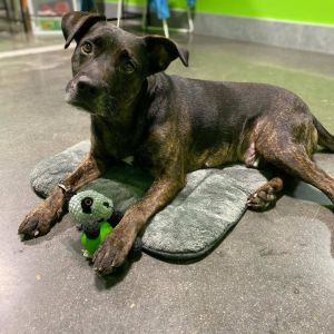 Maverick, Senior Male unknown