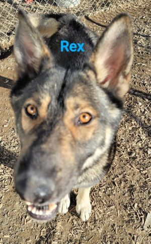 Rex