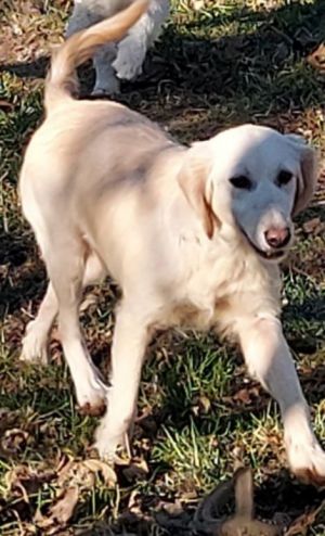 what color are sardinian shepherd dog dogs