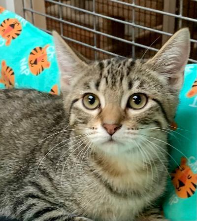 Parsley, an adoptable Tabby in West Hills, CA, 91307 | Photo Image 1