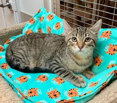 Parsley, an adoptable Tabby in West Hills, CA, 91307 | Photo Image 2