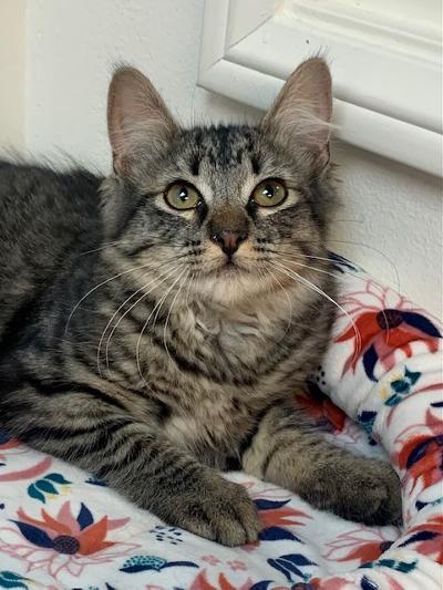 Miss Slate, an adoptable Maine Coon, Tabby in West Hills, CA, 91307 | Photo Image 1