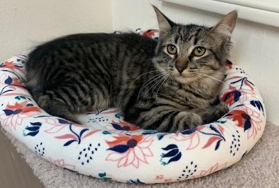 Cat for adoption - Miss Slate, a Maine Coon & Tabby Mix in West Hills ...