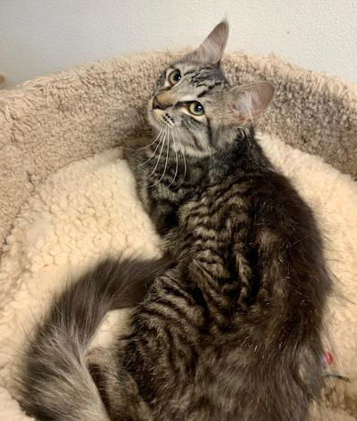 Miss Slate, an adoptable Maine Coon, Tabby in West Hills, CA, 91307 | Photo Image 3