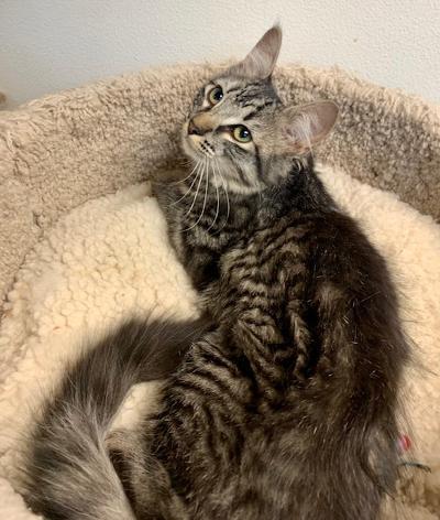 Miss Slate, an adoptable Maine Coon, Tabby in West Hills, CA, 91307 | Photo Image 3