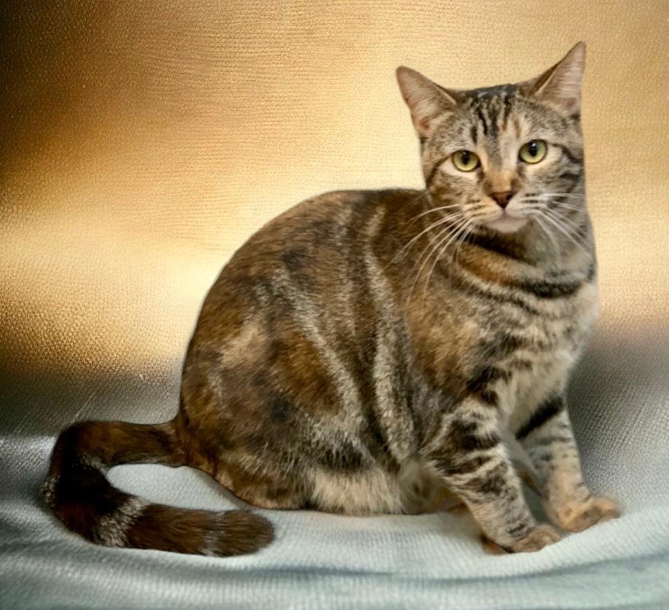 Eggplant, an adoptable Tabby, Torbie in West Hills, CA, 91307 | Photo Image 1