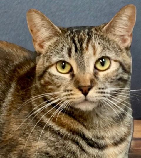 Eggplant, an adoptable Tabby, Torbie in West Hills, CA, 91307 | Photo Image 2