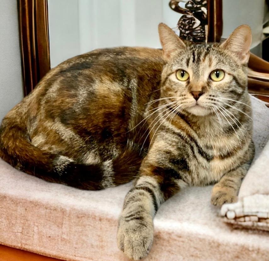 Eggplant, an adoptable Tabby, Torbie in West Hills, CA, 91307 | Photo Image 3