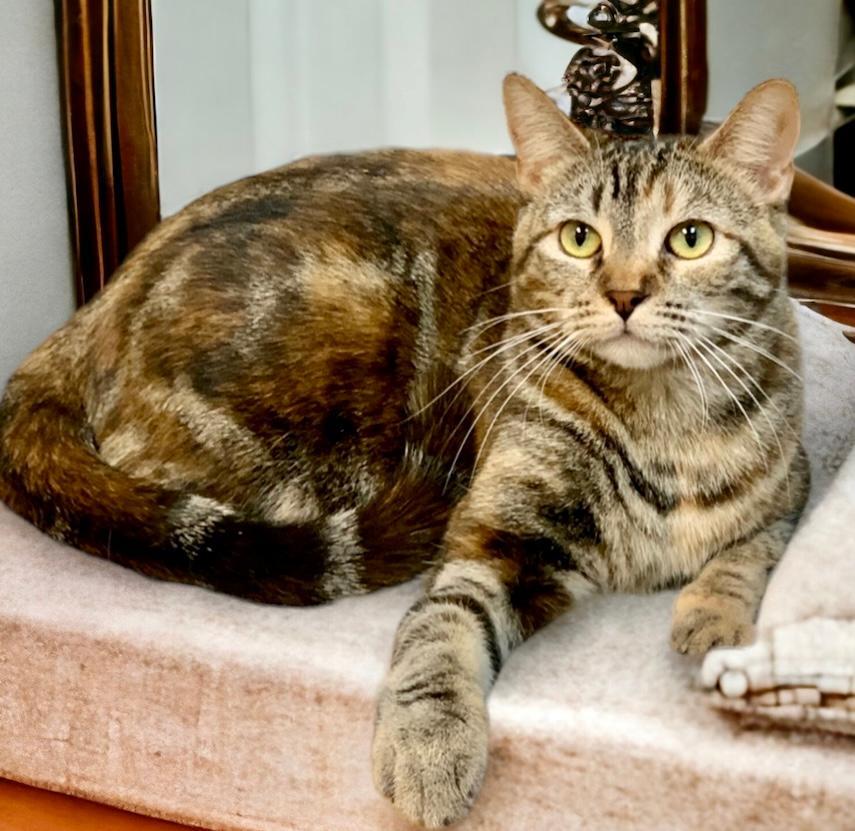 Eggplant, an adoptable Tabby, Torbie in West Hills, CA, 91307 | Photo Image 3