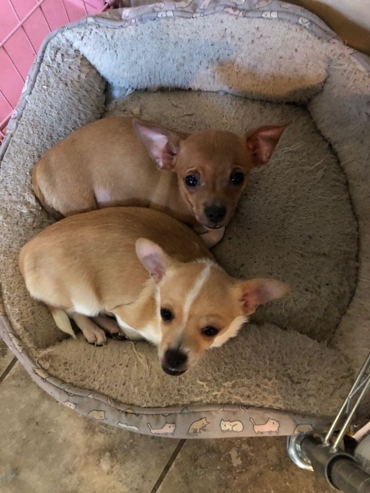Maria and Pedro , an adoptable Chihuahua Mix in Fresno, CA_image-3