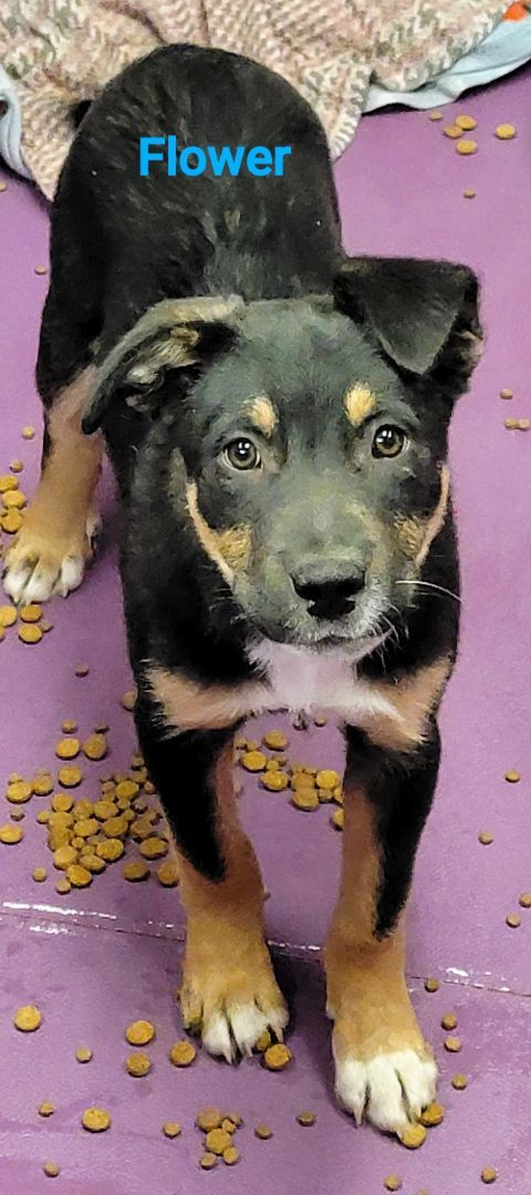 Flower, an adoptable Mountain Cur & Border Collie Mix in Madras, OR_image-1