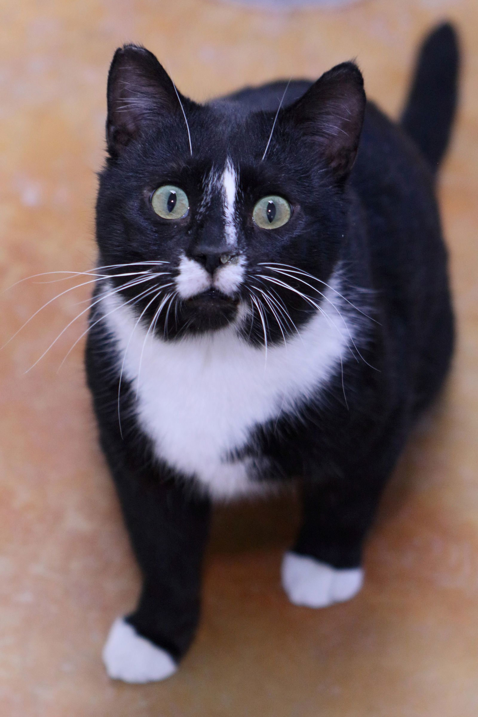 Romeo, an adoptable Domestic Short Hair in Austin, MN, 55912 | Photo Image 1