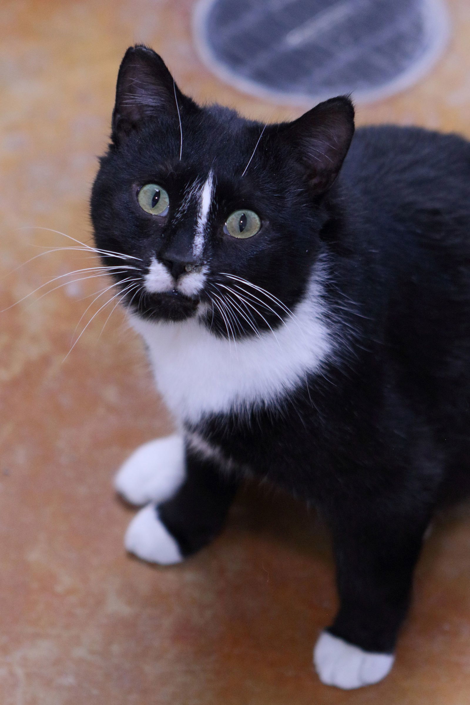 Romeo, an adoptable Domestic Short Hair in Austin, MN, 55912 | Photo Image 2