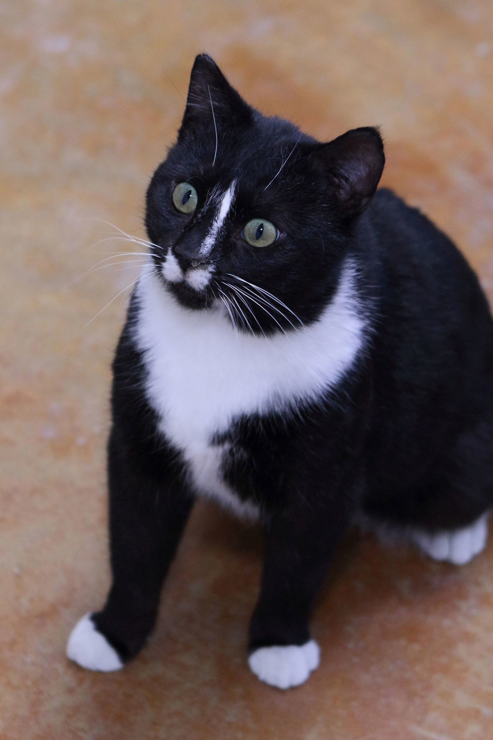 Romeo, an adoptable Domestic Short Hair in Austin, MN, 55912 | Photo Image 3