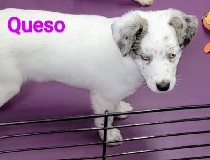 Queso PUPDATE, an adoptable Australian Shepherd Mix in Madras, OR_image-2