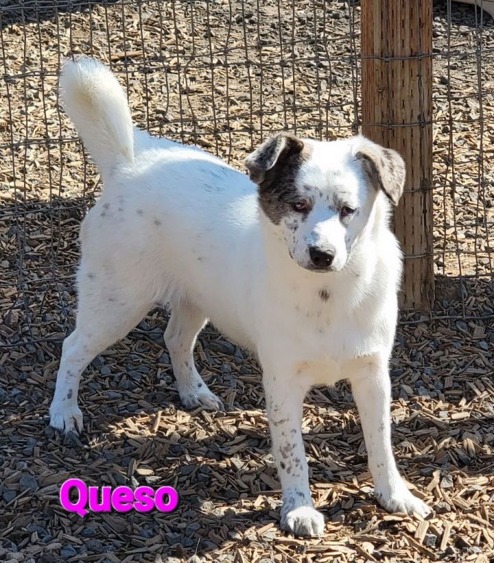 Queso PUPDATE 1