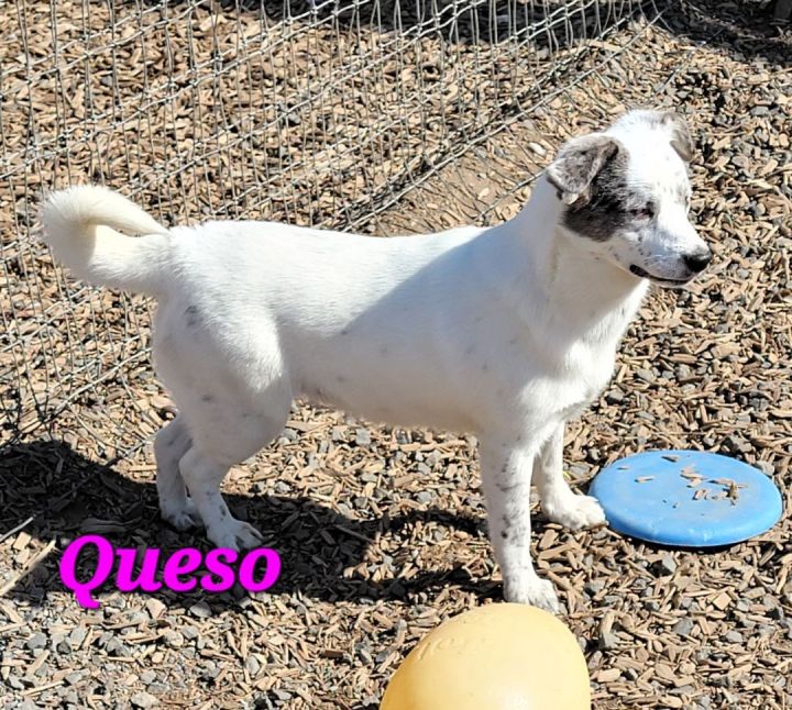 Queso, an adoptable Australian Shepherd Mix in Madras, OR_image-4