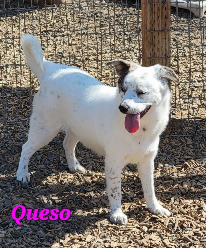 Queso, an adoptable Australian Shepherd Mix in Madras, OR_image-5