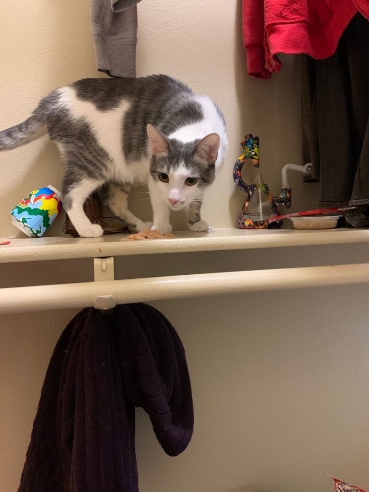 Cat for adoption Layla a Devon Rex Domestic Short Hair Mix in