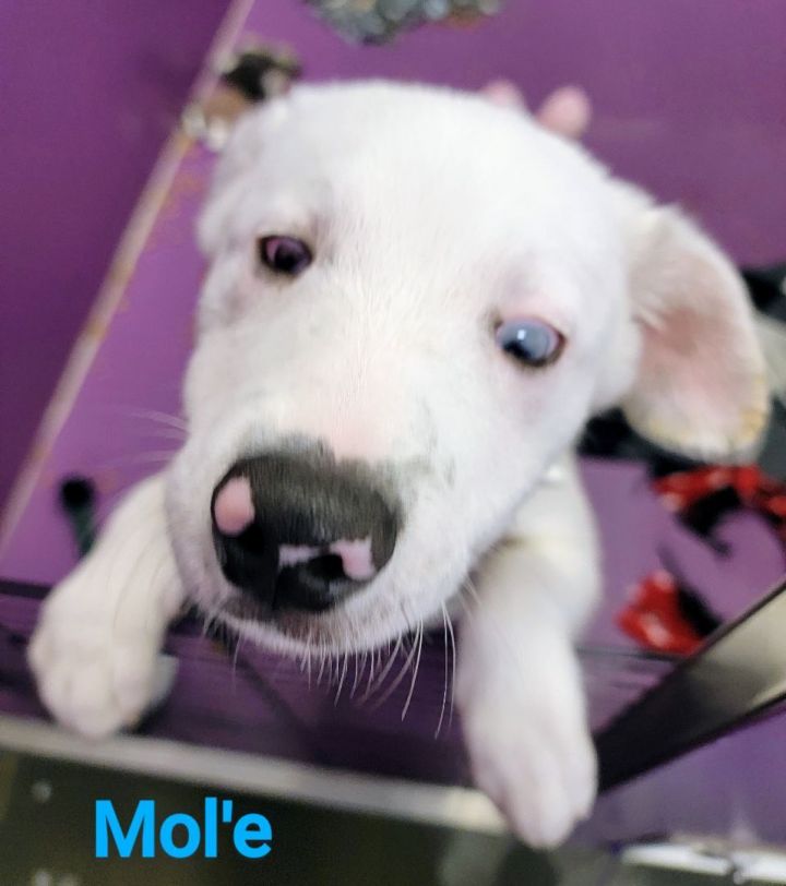 Mol'e, an adoptable Australian Shepherd Mix in Madras, OR_image-1