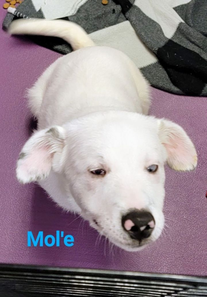 Mol'e, an adoptable Australian Shepherd Mix in Madras, OR_image-2