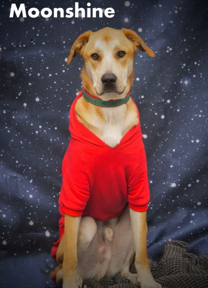 Moonshine, an adopted Yellow Labrador Retriever Mix in Sevierville, TN_image-1
