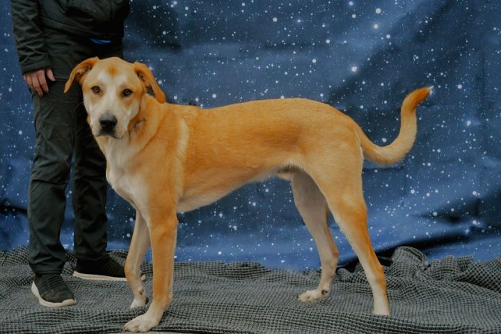 Moonshine, an adopted Yellow Labrador Retriever Mix in Sevierville, TN_image-3
