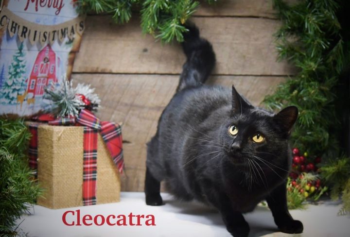 Cleocatra, an adoptable Domestic Short Hair in Sevierville, TN_image-1