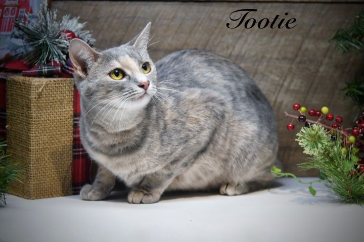 Tootie, an adoptable Domestic Short Hair in Sevierville, TN_image-1