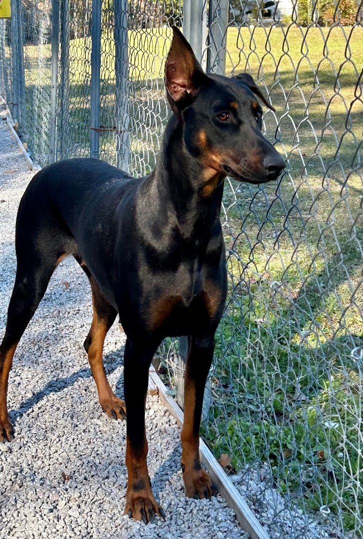 Kira
