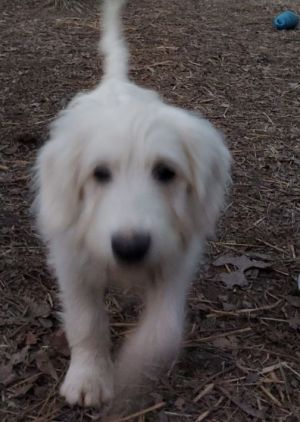 what color are sardinian shepherd dog dogs