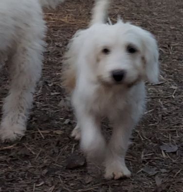 Petfinder goldendoodle sales