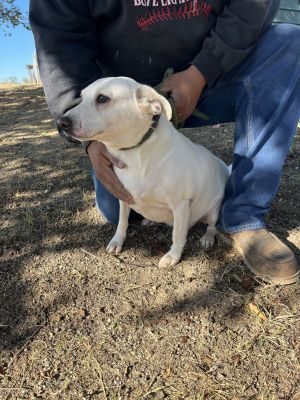 Sausage, Adult Male Terrier