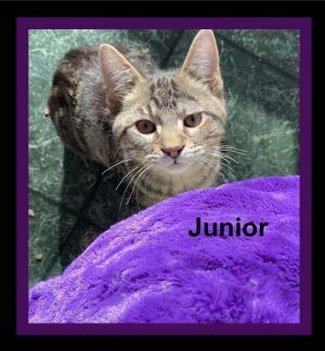 Junior