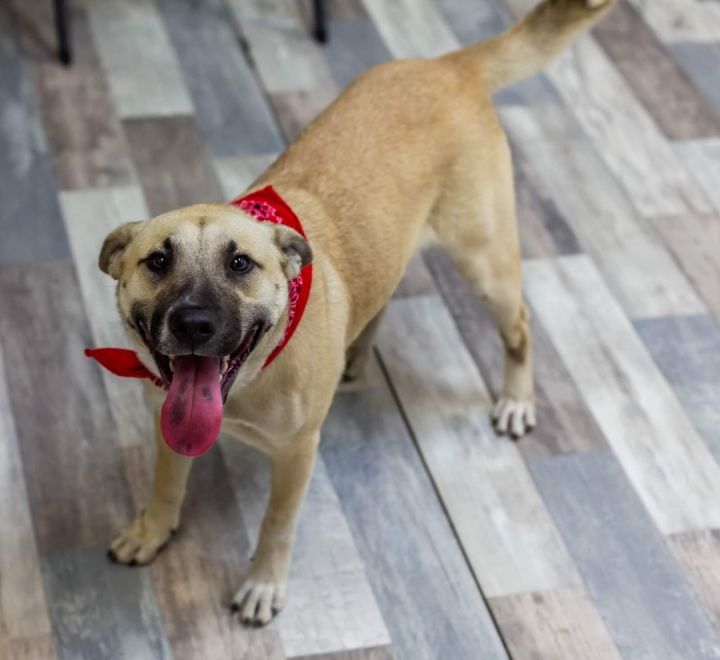 Dog for adoption Dottie, a Shepherd Mix in Lufkin, TX Petfinder